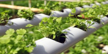 فراهم شدن فعالیت ۳۰ شرکت دانش بنیان در پردیس فناوری کشاورزی قم